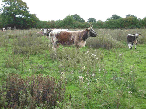 future_ecology_ialeuk